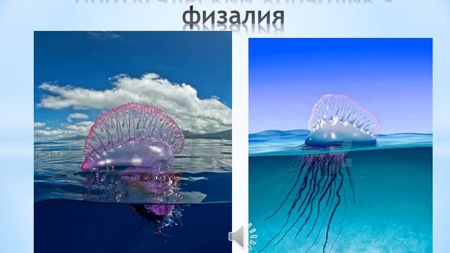 Португальский кораблик физалия смотреть онлайн