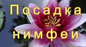 Нимфея: выбор грунта, посадка.