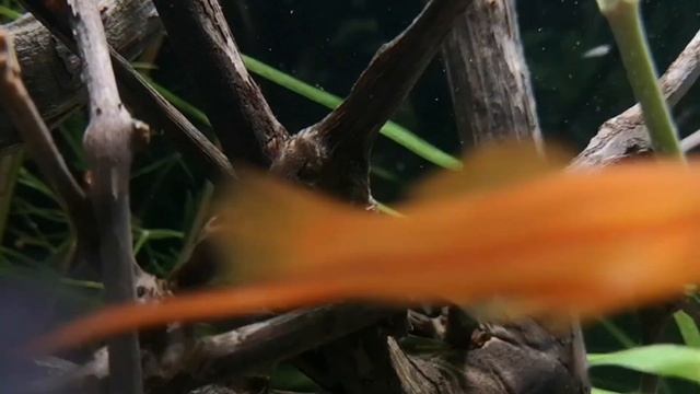 БЫЧОК ПЧЁЛКА. СОДЕРЖАНИЕ И РАЗВЕДЕНИЕ В АКВАРИУМЕ. смотреть онлайн