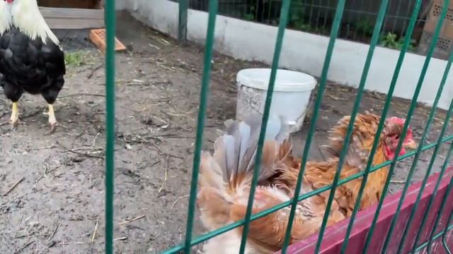 Объединяю цыплят Куры несут яйца в любую погоду