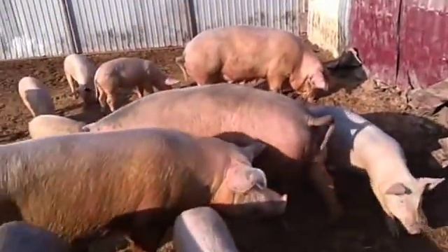 Свиноводство. Дешевые корма. Овес. Отсадили поросят. смотреть онлайн