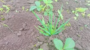 Многие Жалуются,лук-шалот Не растет.