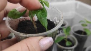 Чем подкормить укорененные черенки  гортензий ⁉️Как приучать черенки к сухому воздуху⁉️