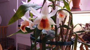 Дендробиум Dendrobium Precious Pearl (margaritaceum x сruentum)