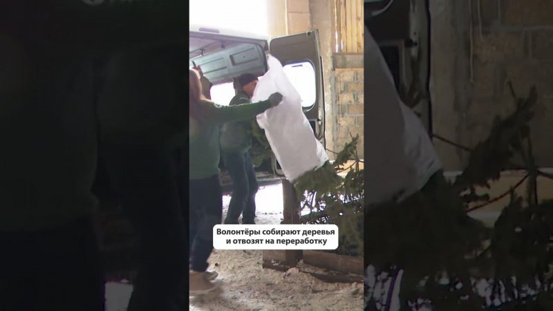 В Южно-Сахалинске стартовала акция по утилизации новогодних елок #новостисахалина #сахалин