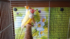 Часть 1. Мутации и генетика амадин гульда. Окраска и разновидности