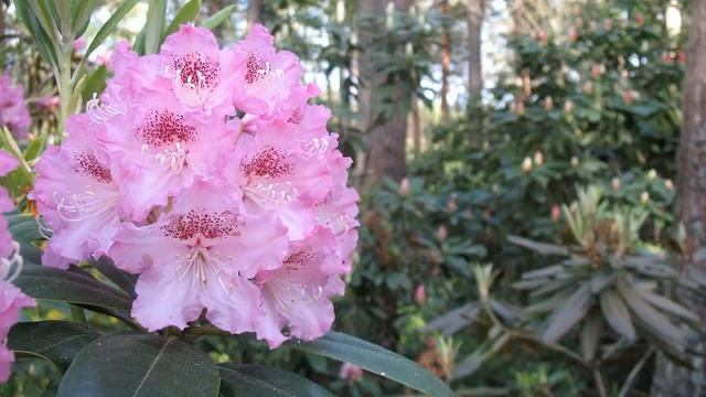 Рододендрон Университет Хельсинки смотреть онлайн