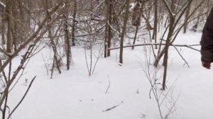 Охота на лису , ставим петли , случаем свиней и многое другое