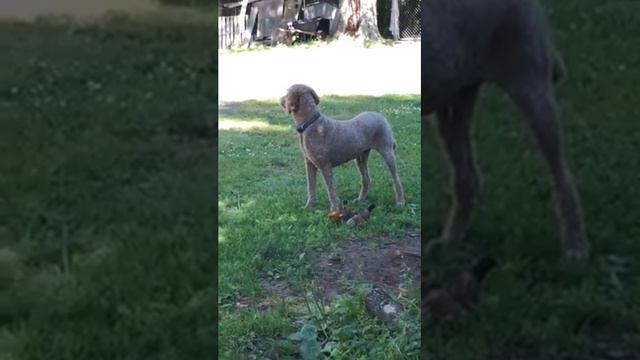 Mocha the Briard Doodle