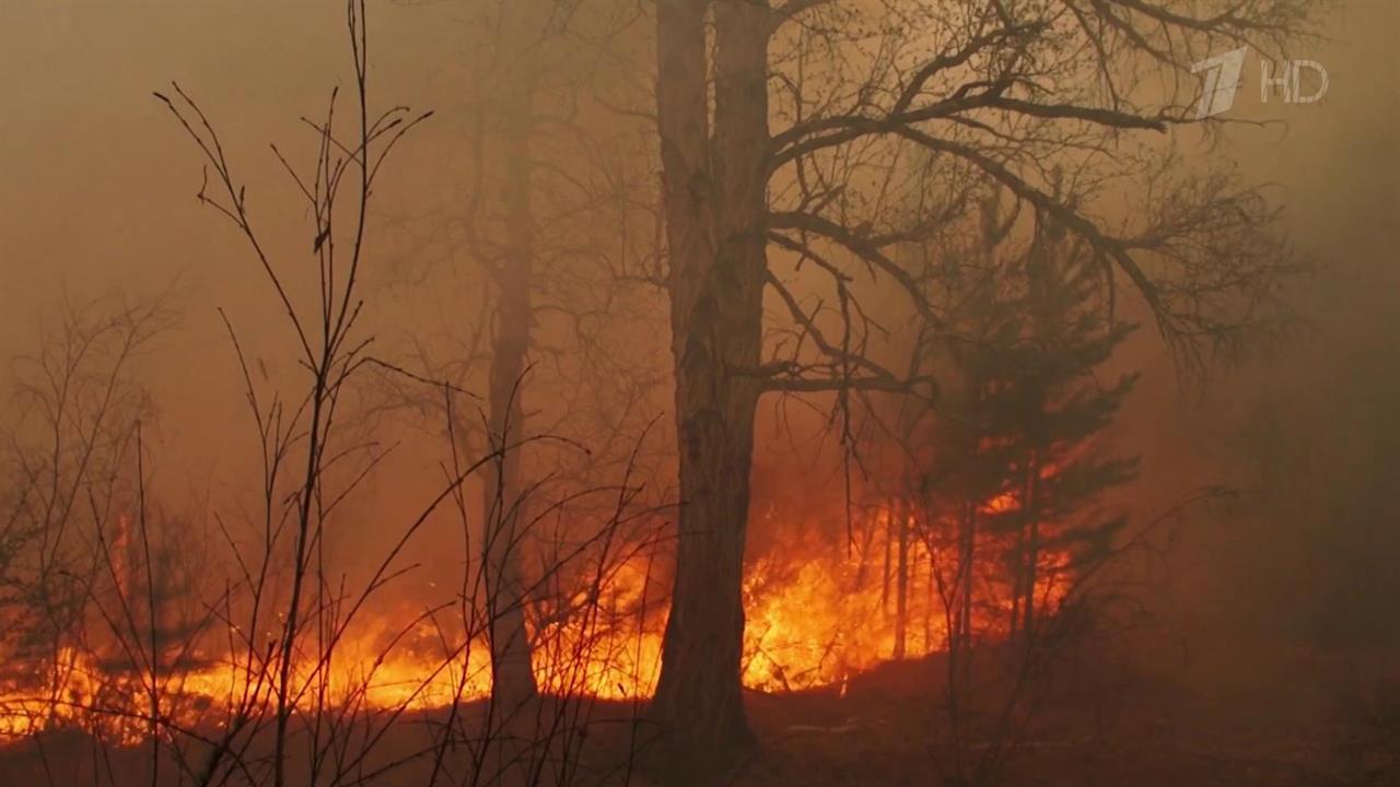 В России за сутки удалось ликвидировать более 160 лесных пожаров