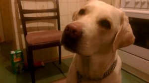 Забавный лабрадор тихо лает