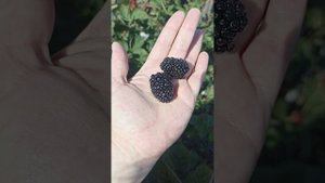 Блек Джем в Пензенской области имеет место быть для свежего потребления в осенний период.