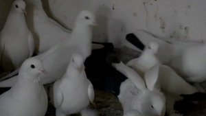 Мишаня в Гостях / Грузинские и Махачкалинские Голуби