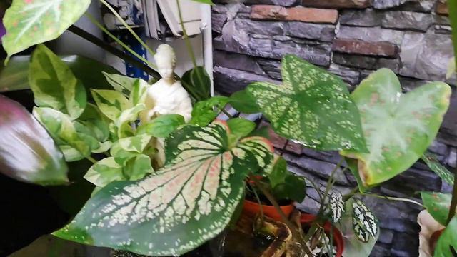 Different Types of Aquatic Plants for Fish Pond