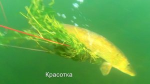 Щуки как брёвна