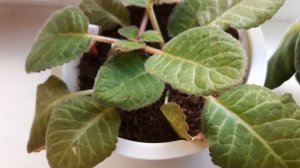 Вот так выглядят мои глоксинии после обработки инсектицидами.Трипс и клещ побежден!!!