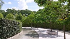 Альбиция ленкоранская или  Шёлковый цветок