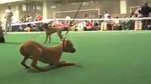 Russian Toy Terrier / Русский той терьер