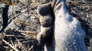 Поиск МОНЕТ металлоискателем Garrett ACE 250 / ВИДЕО КОП