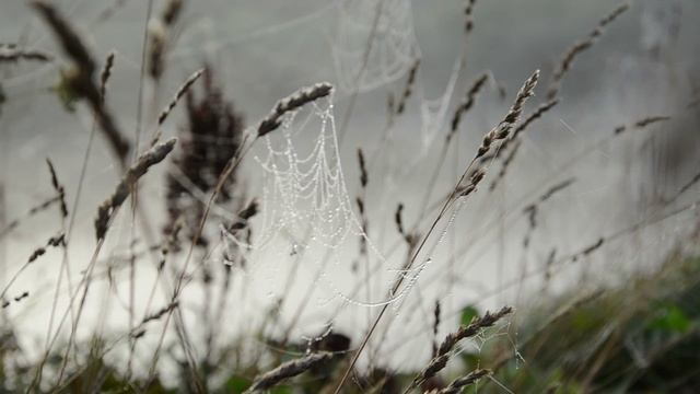 Футаж для видеомонтажа Паутина 1 смотреть онлайн