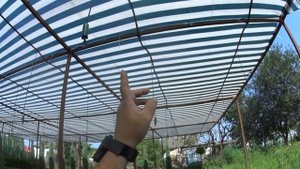 Во что высаживать укоренённые черенки ТУИ, и других декоративных растений.