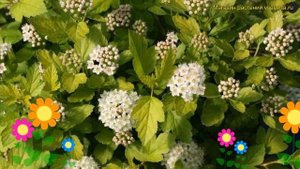 Пузыреплодник калинолистный калинолистный Cristate. Краткий обзор physocarpus opulifolius Cristate