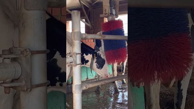 Племрепродуктор ЗАО им.Ленина - образцовая ферма ?? #сельскоехозяйство #россельхозбанк #животные смотреть онлайн