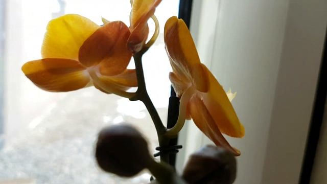 ОРХИДЕЯ ФЕРРАРА с коротким цветоносом. Чем ПАХНЕТ Лас Вегас? ЕЩЁ ОДНА попытка