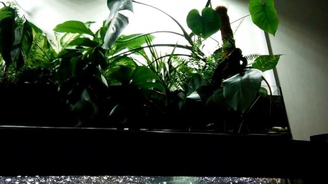 гутулатум манагуанская цихлазома радужная и арованы.итог 600 литрол смотреть онлайн