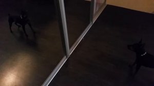 *Цвергпинчер лает в отражение*