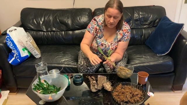 Орхидея Масдеваллия. Подробный мастеркласс. Пошаговая пересадка на блоки из коры.Чудесный результат смотреть онлайн