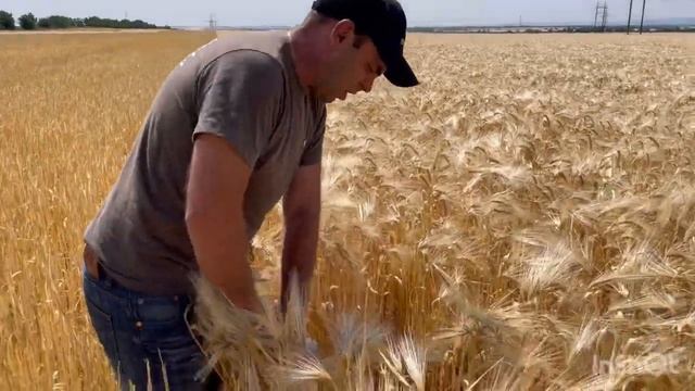 Пошёл ячмень по шнекам . смотреть онлайн