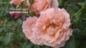 Розы/Пастельные цвета и оттенки/розы с названиями