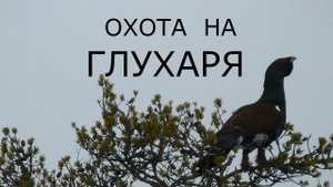 Охота на ГЛУХАРЯ