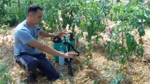 СДЕЛАЙ ТАК И СОБИРАЙ ТОМАТЫ ТОННАМИ! ВЫРАЩИВАНИЕ ТОМАТОВ ОТ ВЫСАДКИ СЕМЕЧКИ ДО СБОРА УРОЖАЯ