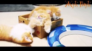 ИНТЕРЕСНЫЕ ФАКТЫ О КОТЯТАХ.