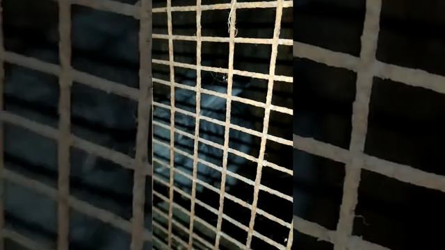 Разведение кроликов покупка кроликов, покрытие кроликов смотреть онлайн