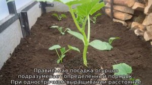 Выращивание огурцов в открытом грунте в Сибири