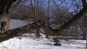 Обрезка плодовых деревьев. Исправление ошибок обрезки