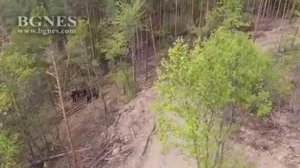 Честит празник на "Гората"