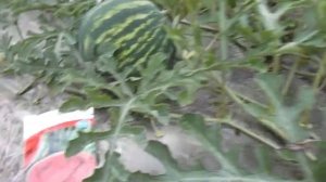 Как вырастить арбуз? Арбузы на пленке.Подкормки,полив.