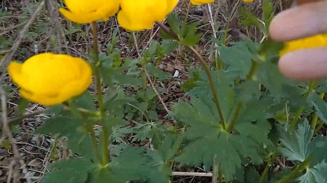 ОГОНЬКИ..ЖАРКИ..КУПАЛЬНИЦА..КУПАВКИ.. смотреть онлайн