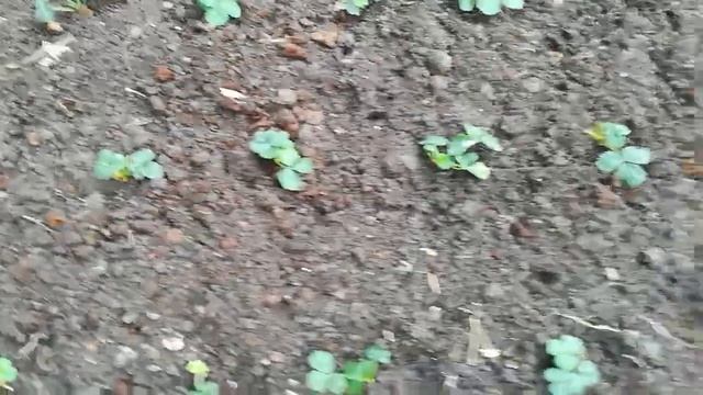 Инструмент за засаждане на ягоди и др. смотреть онлайн