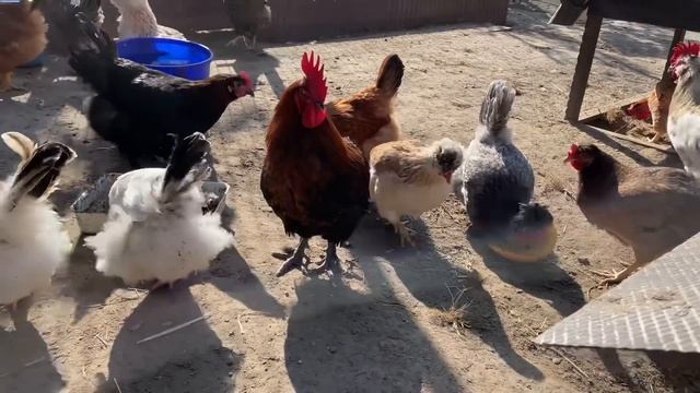 Каких ПЕТУХОВ ОСТАВЛЯТЬ Как выбрать петуха Нашла ИДЕАЛЬНОГО ПЕТУХА смотреть онлайн