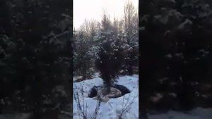 kedr76.ru кедр сибирский крупномер - упаковка и размер кома