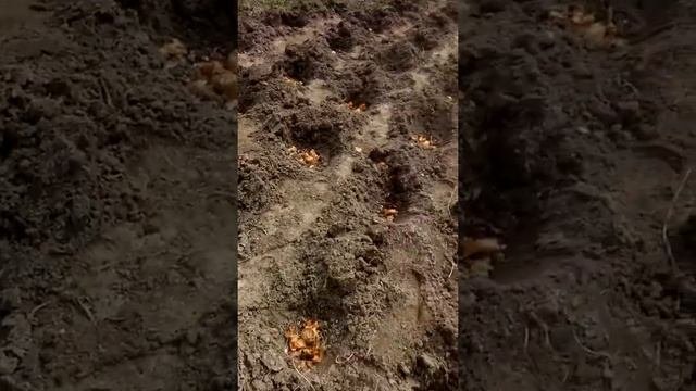 Как избавиться от проволочника. Проращивание картофеля.