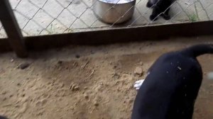 Щенки русской пегой гончей с документами