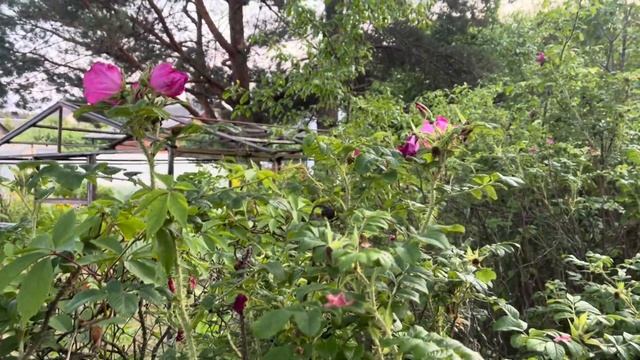 Топ-10 кустарников для посадки вдоль забора.Живая изгородь.Декоративные кустарники вдоль забора. смотреть онлайн