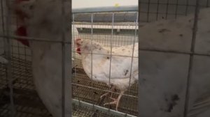 ??выпадение яйцевода, под нож?  или... лечение курочки.