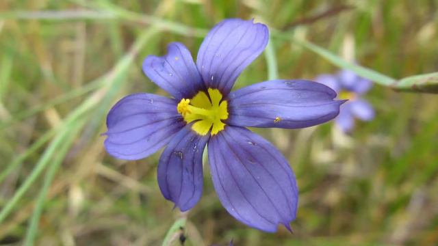 Blue eyed grass смотреть онлайн